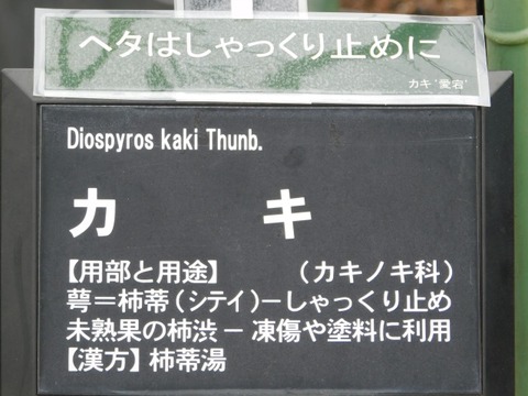 DSCN6395