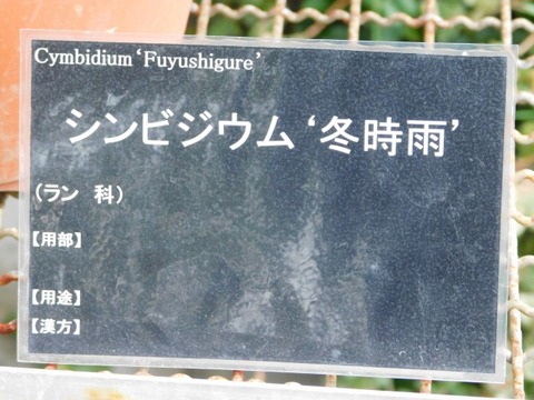 DSCN6489