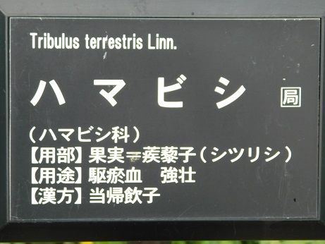 DSCN5279