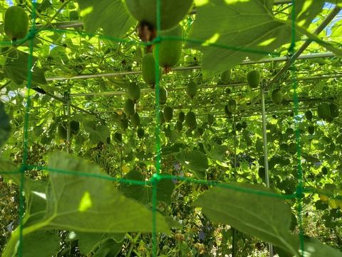 IMG_20260805_101735594_HDR