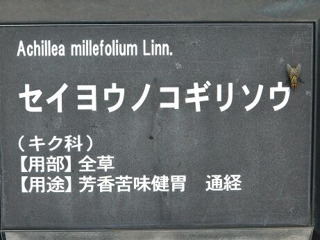 DSCN9626