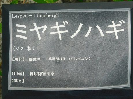 DSCN6037