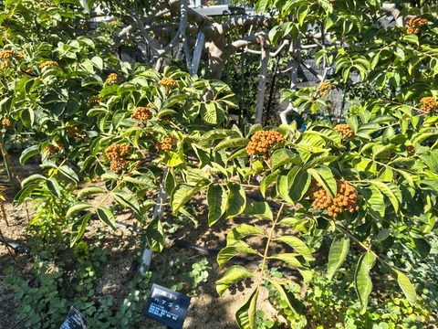 IMG_20261008_134745341_HDR