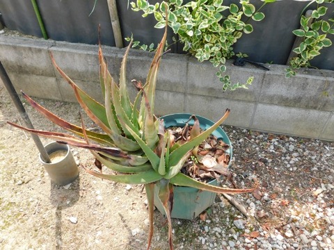 DSCN3697