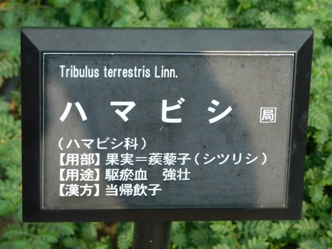 DSCN7377