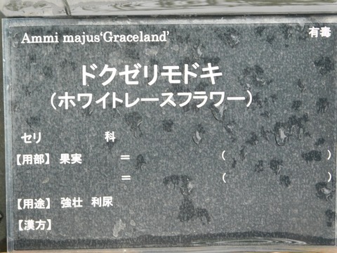 DSCN4411