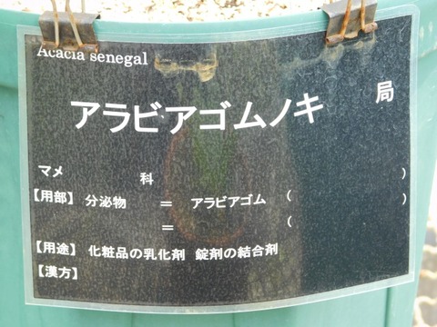 DSCN6917