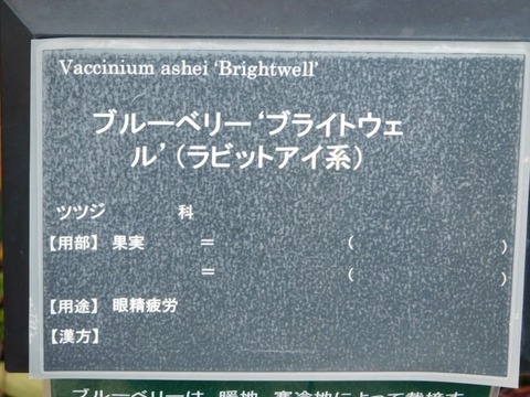 DSCN5913