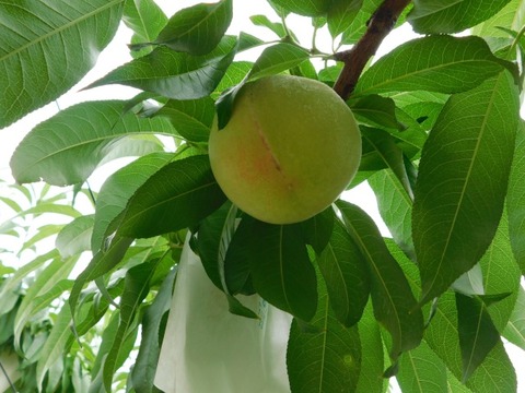 DSCN6974