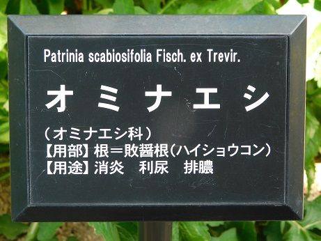 DSCN3651