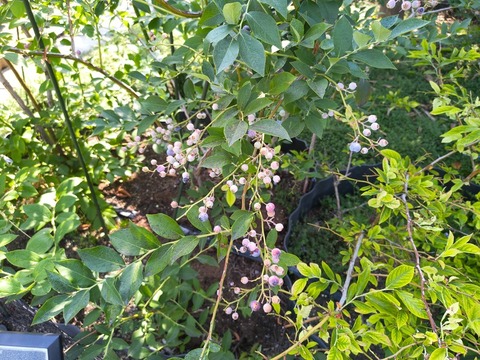 IMG_20260716_154318909_HDR
