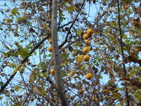 DSCN5966