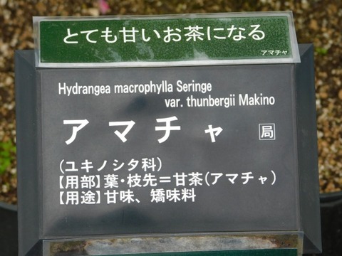 DSCN6461