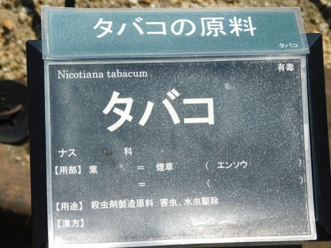 DSCN7266