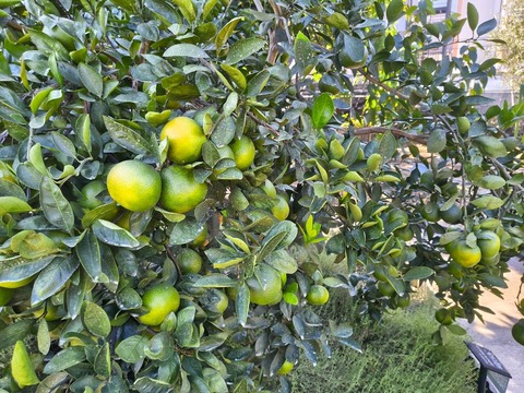 IMG_20261003_141252391_HDR