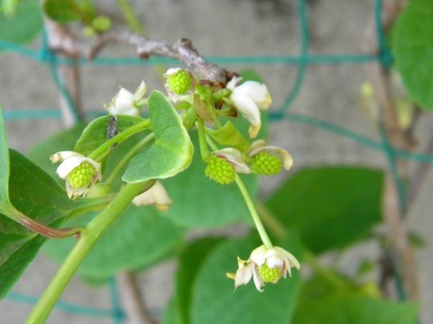 DSCN8956 - コピー