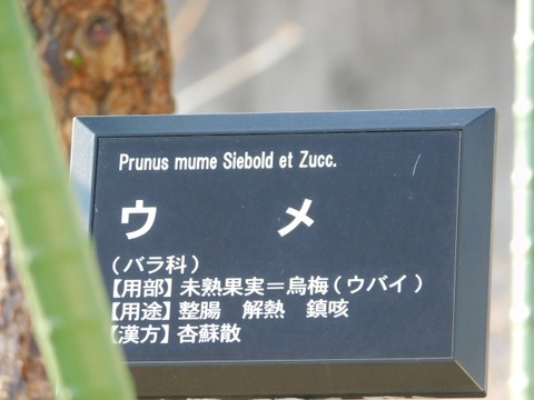 DSCN3500