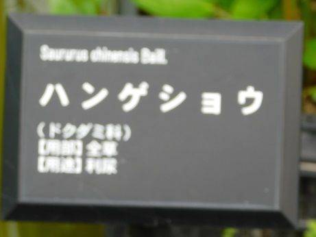 DSCN5311