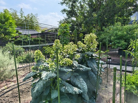 IMG_20260716_153123324_HDR