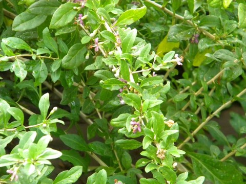 DSCN9674