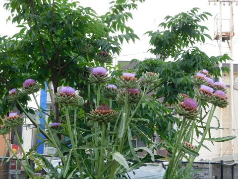 DSCN2081