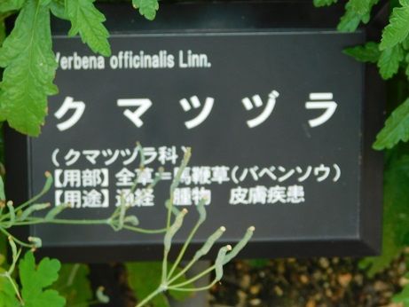 DSCN5018