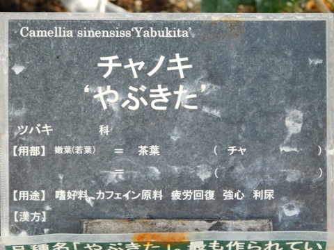 DSCN5422