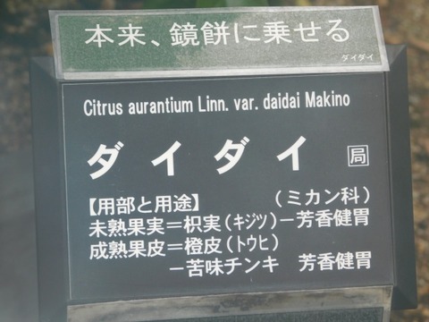 DSCN7463