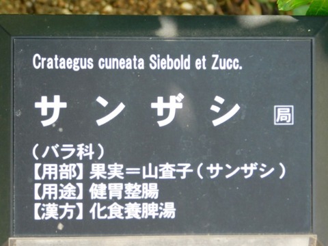 DSCN3897