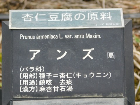 DSCN6436