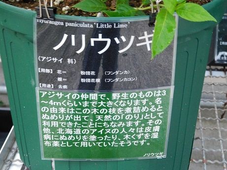 DSCN3316