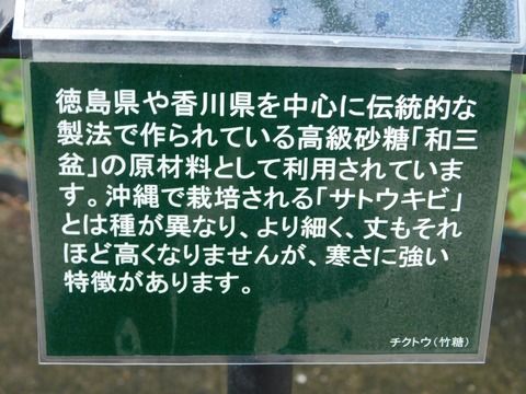 DSCN5037