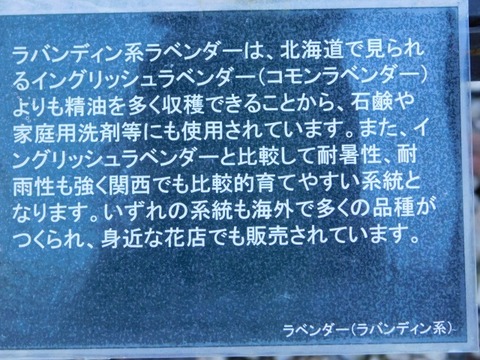 DSCN6967