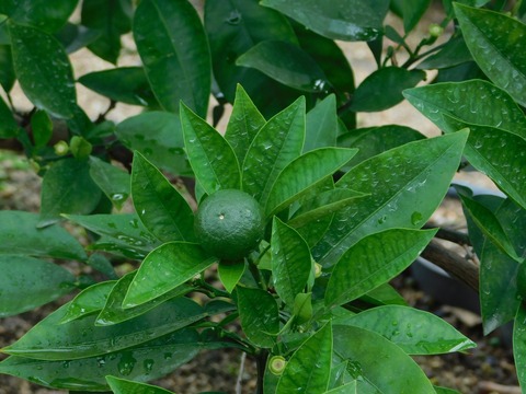 DSCN4273