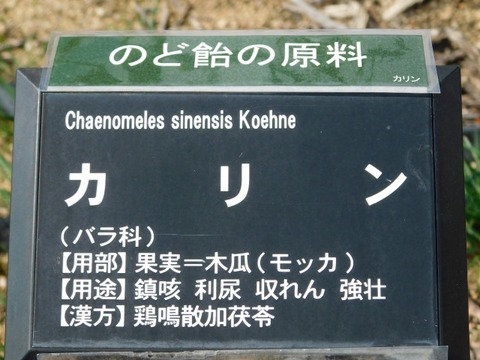 DSCN6360