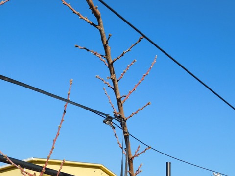 DSCN5949
