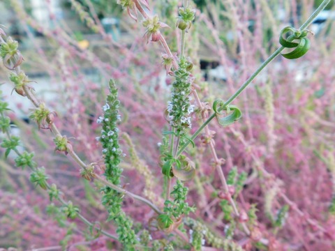 DSCN5378