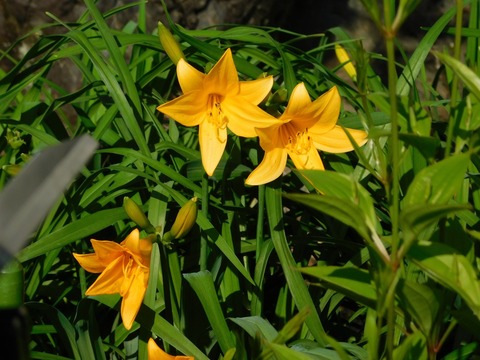 DSCN3934