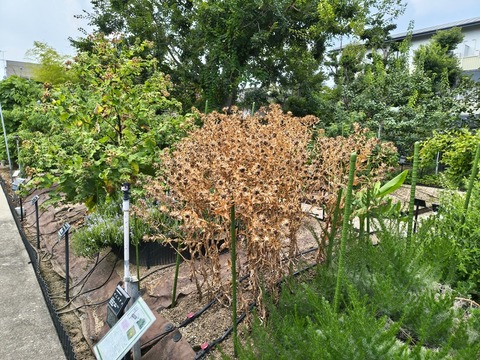 IMG_20260723_113218486_HDR