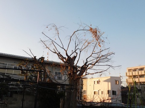 DSCN3442