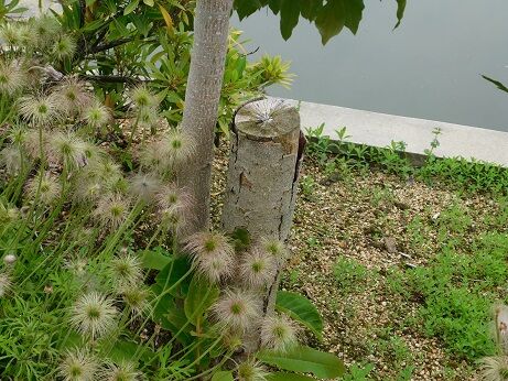 DSCN7638