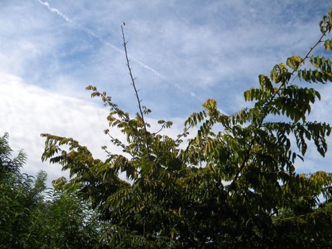 DSCN9963