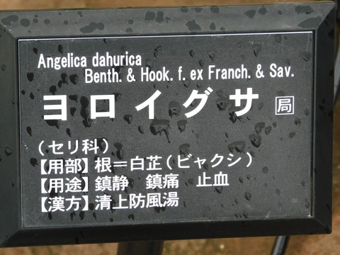 DSCN4333