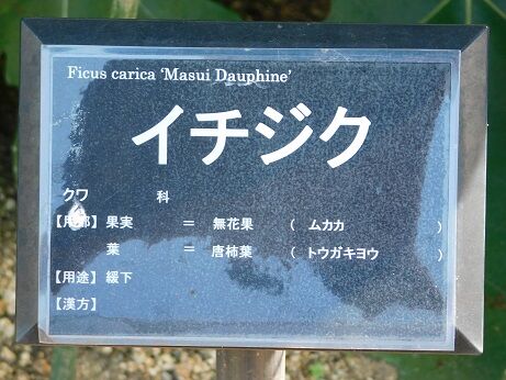 DSCN6596