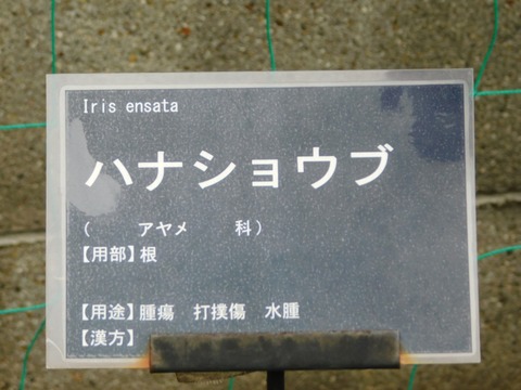 DSCN4249