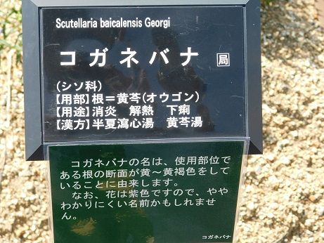 DSCN3674