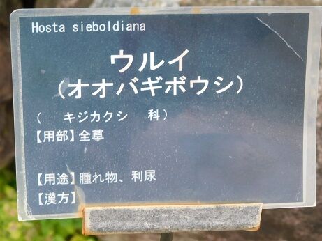 DSCN8305