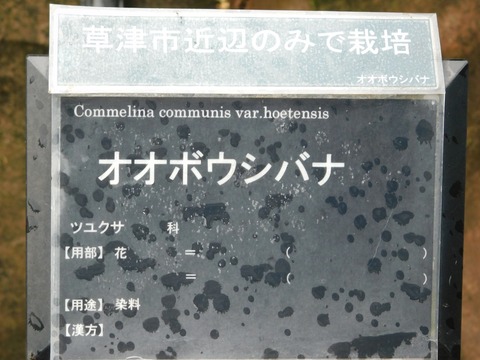 DSCN4321