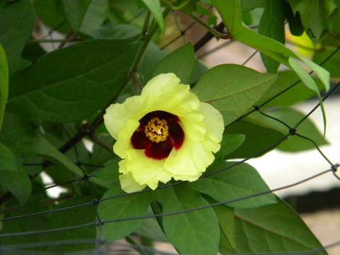 DSCN9925