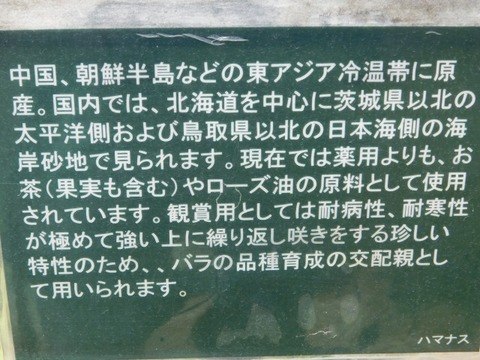 DSCN6597